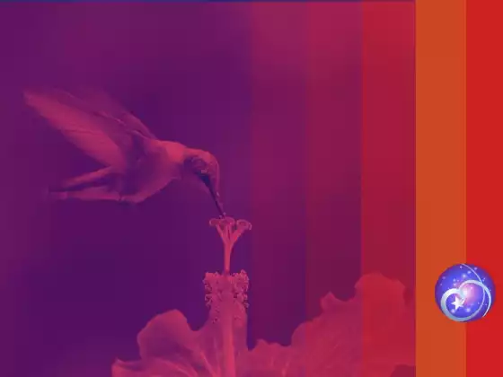 The Akashic Records Revealed: FREE Live Event -Multilingual